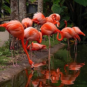 A flock of flamingos standing in the water.